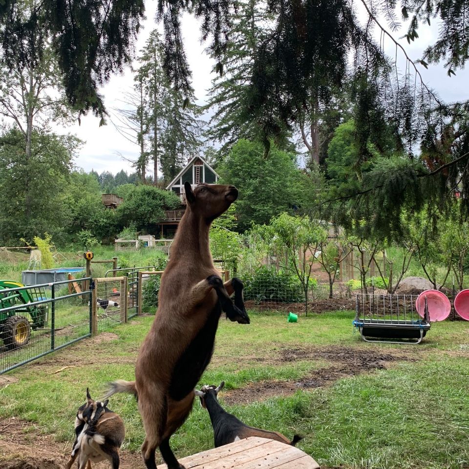 Original Goat Yoga- Oregon City OR | 17531 S Henrici Rd, Oregon City, OR 97045, USA | Phone: (888) 992-4628