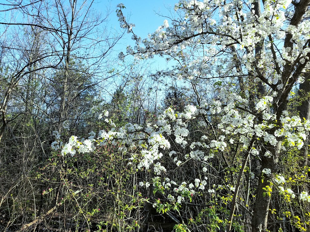 Dicken Woods Nature Area | 1495 S Maple Rd, Ann Arbor, MI 48103, USA | Phone: (734) 794-6230 Dicken Woods Nature Area | 1495 S Maple Rd, Ann Arbor, MI 48103, USA | Phone: (734) 794-6230