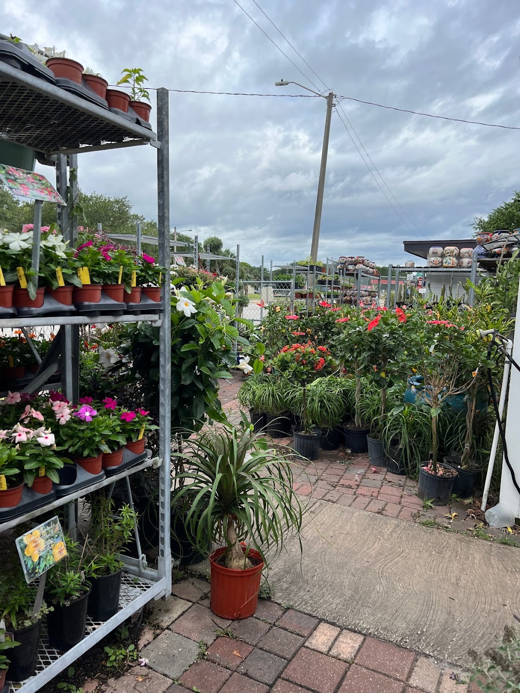 Leonardis Nursery Landscaping | 902 Anastasia Blvd, St. Augustine, FL 32080, USA | Phone: (904) 829-5909