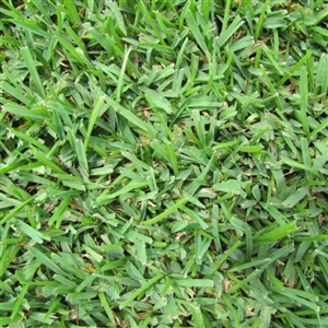 The Grass Outlet | 11500 Mosier Valley Rd, Euless, TX 76040, USA | Phone: (214) 796-4045