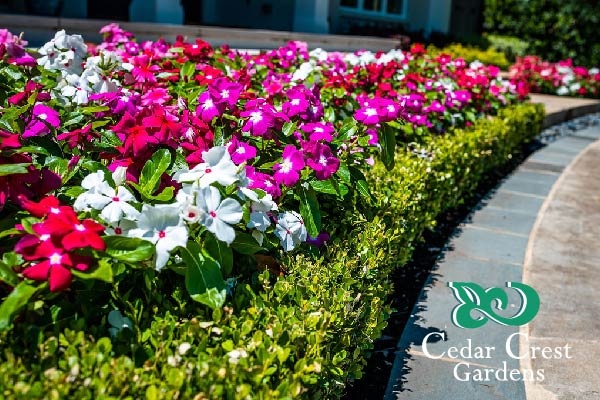 Cedar Crest Gardens | 2842 Singleton Blvd Suite 100, Dallas, TX 75212, USA | Phone: (214) 497-8555