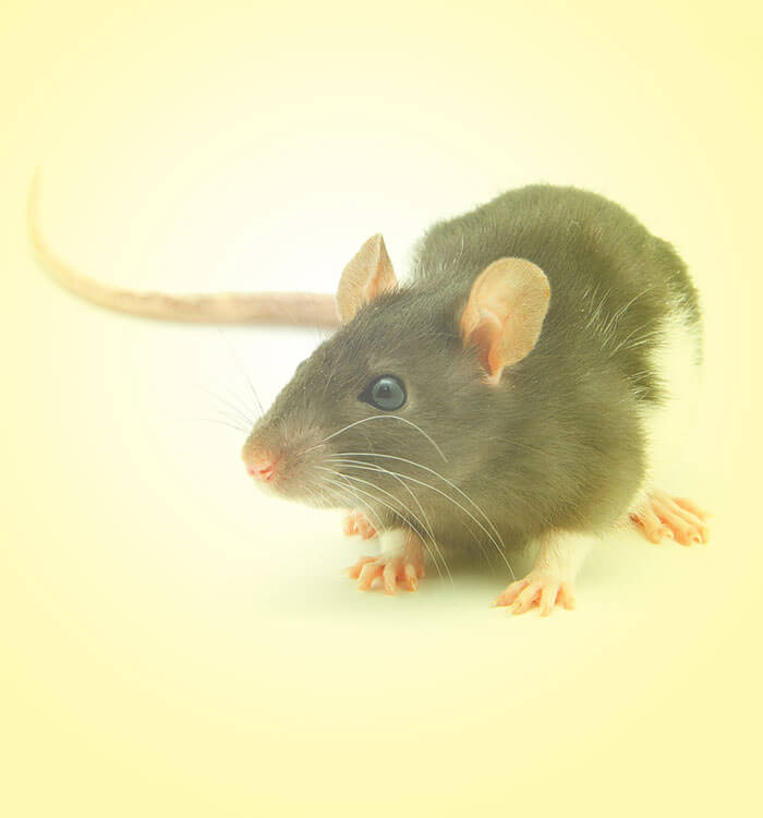 HOME SOLUTIONS: PEST CONTROL | 11059 Vollmer Ln, San Antonio, TX 78254, USA | Phone: (210) 679-9000