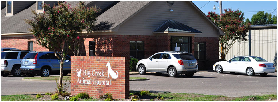 Big Creek Animal Hospital | 4785 Cuba Millington Rd, Millington, TN 38053, USA | Phone: (901) 872-2281