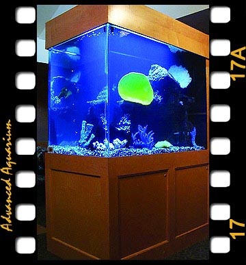 Advanced Aquarium Services | 18451 152nd Ave N, Dayton, MN 55327, USA | Phone: (612) 382-0622