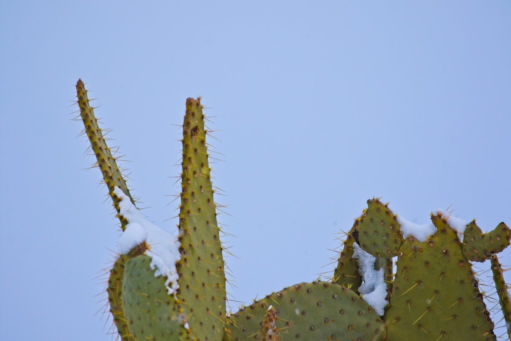 Rio Rancho Bosque Preserve - Riverside Dr Entrance | 1740 Black River Dr NE, Rio Rancho, NM 87144, USA | Phone: (505) 891-5015