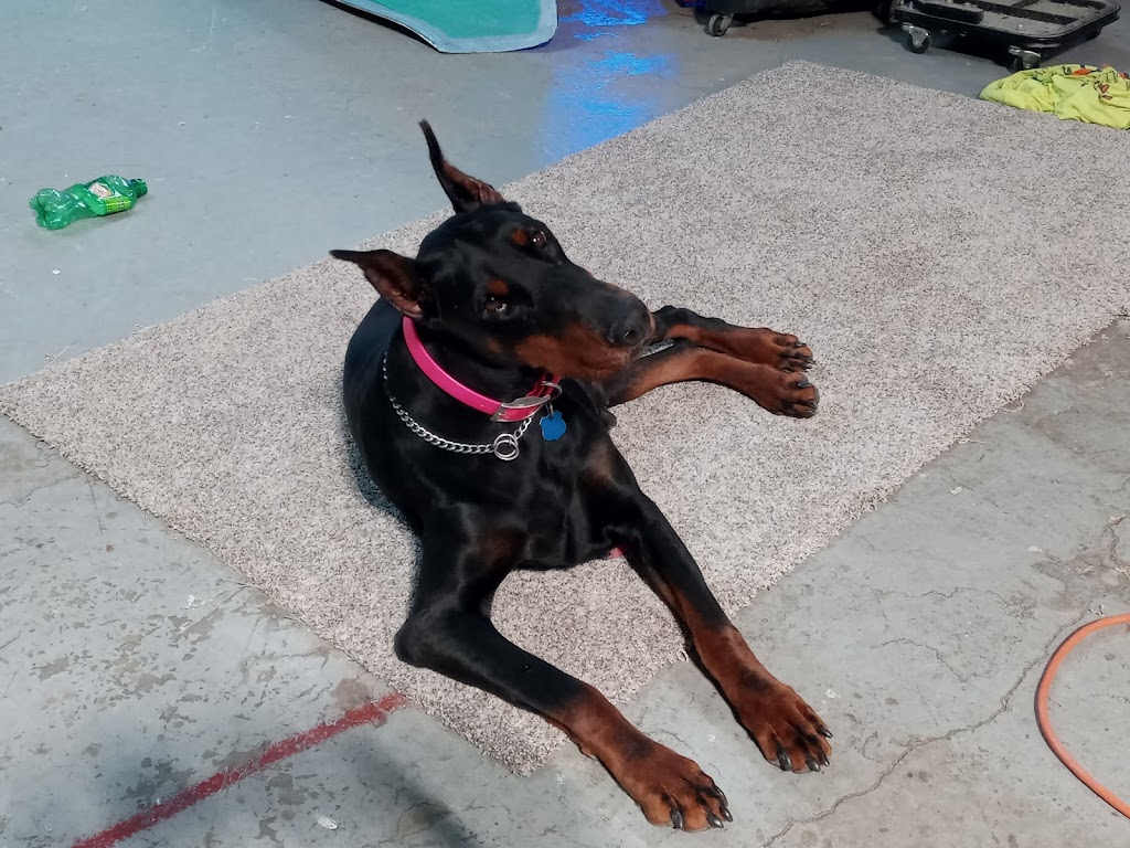 Windsor Pet Hospital | 11483 Windsor Blvd, Windsor, VA 23487, USA | Phone: (757) 242-9191