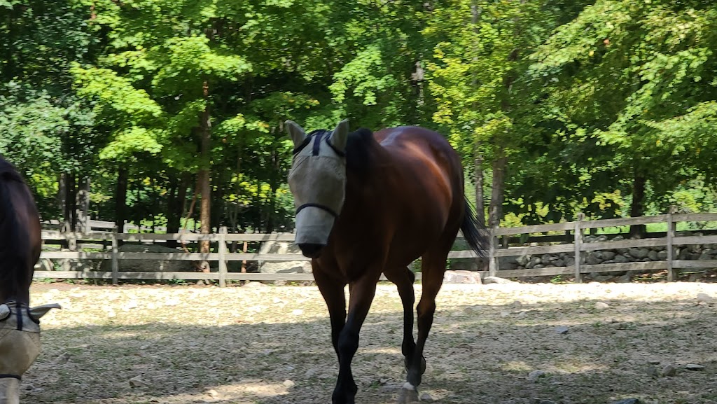 Rising Starr Horse Rescue | 93 Silver Spring Rd, Wilton, CT 06897, USA | Phone: (203) 257-8345