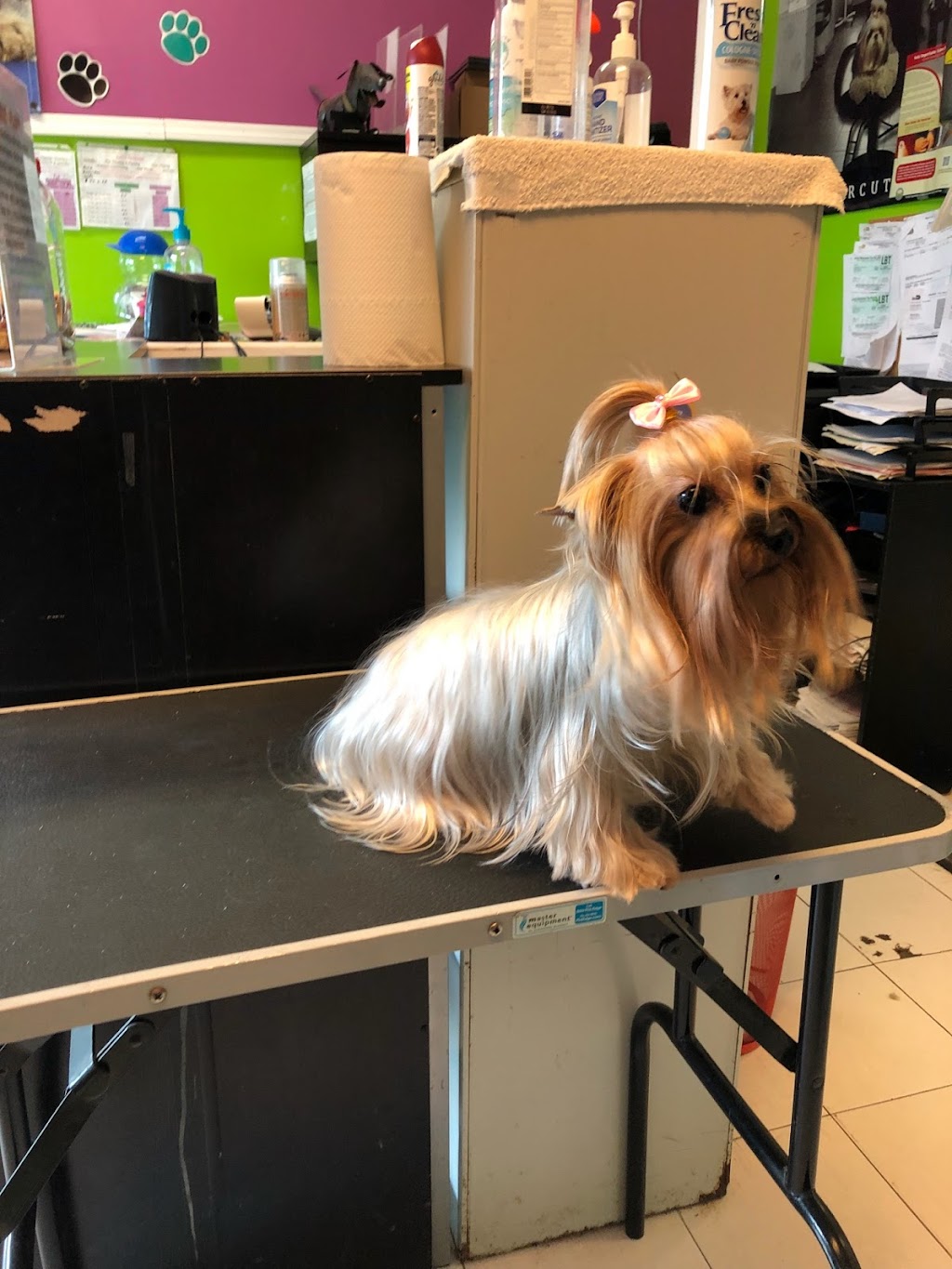 Puppies and Grooming | 28858 S Dixie Hwy, Homestead, FL 33033, USA | Phone: (305) 247-2447