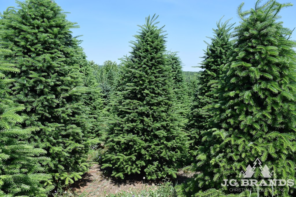 J.G. Brands Christmas Tree Sales, Inc. | 235th Ct &, Hillside Avenue, Queens, NY 11426 | Phone: (718) 464-8653