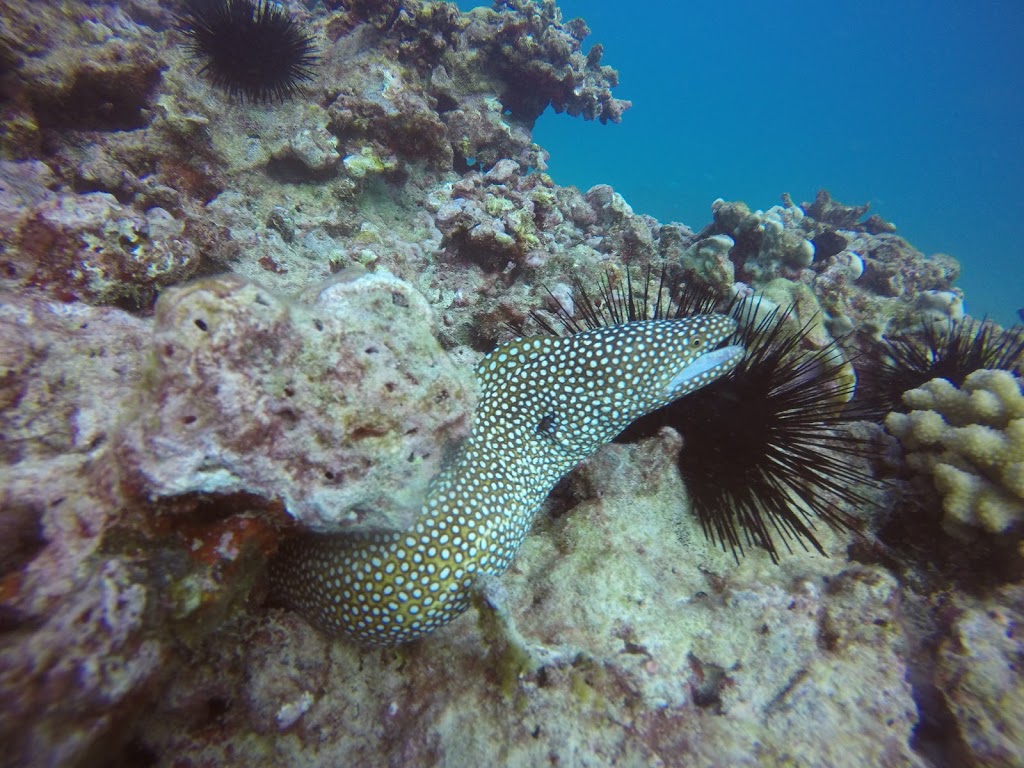 Oahu Diving | Kewalo Boat Harbor (*Not Dive Oahu*, Honolulu, HI 96814, USA | Phone: (808) 721-4210