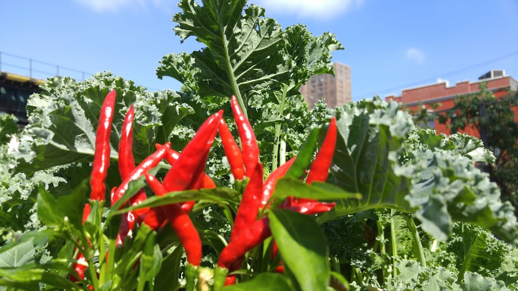 Eagle Slope Community Garden | 582 Westchester Ave, The Bronx, NY 10455, USA | Phone: (212) 639-9675