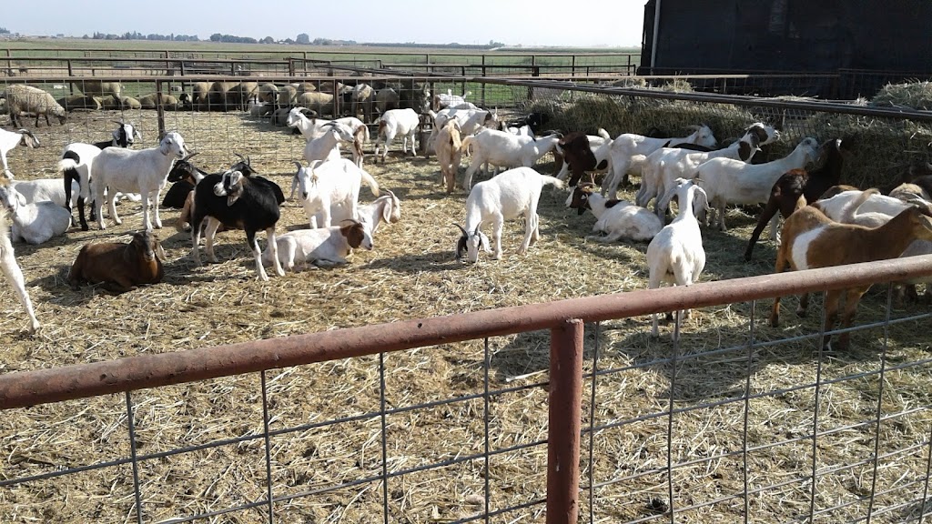 Escalon Livestock Market Inc | 25525 Lone Tree Rd, Escalon, CA 95320 | Phone: (209) 838-7011