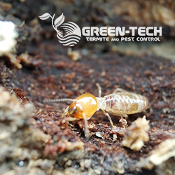 Green-Tech Termite and Pest Control | 1395 Belcher Rd, Palm Harbor, FL 34683, USA | Phone: (727) 772-7378