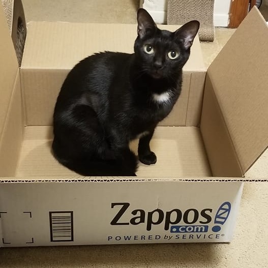 All About Cats Veterinary Hospital | 6501 132nd Ave NE, Kirkland, WA 98033, USA | Phone: (425) 636-8201