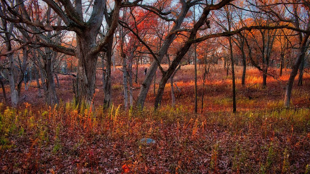 Rocky Run Oak Savanna | Highway 22 Phillips Rd, Pardeeville, WI 53954, USA | Phone: (888) 936-7463