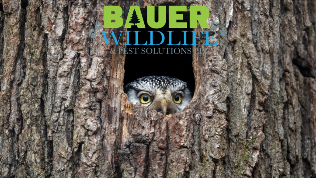 Bauer Wildlife & Pest Solutions | 7587 Kettle View Dr, West Bend, WI 53090, USA | Phone: (262) 675-4139