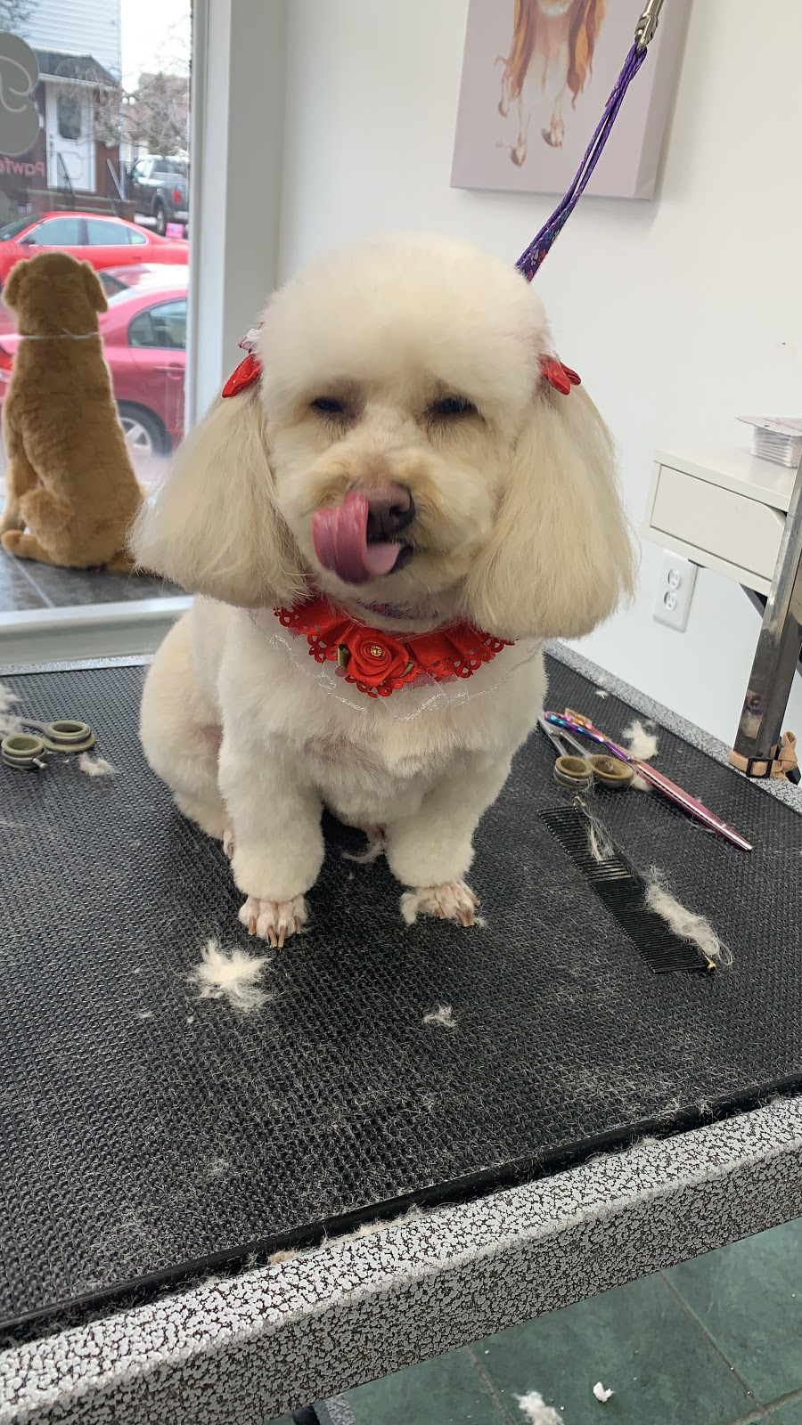 Pawfection grooming spa | Jackson St #41, South River, NJ 08882, USA | Phone: (732) 210-4544