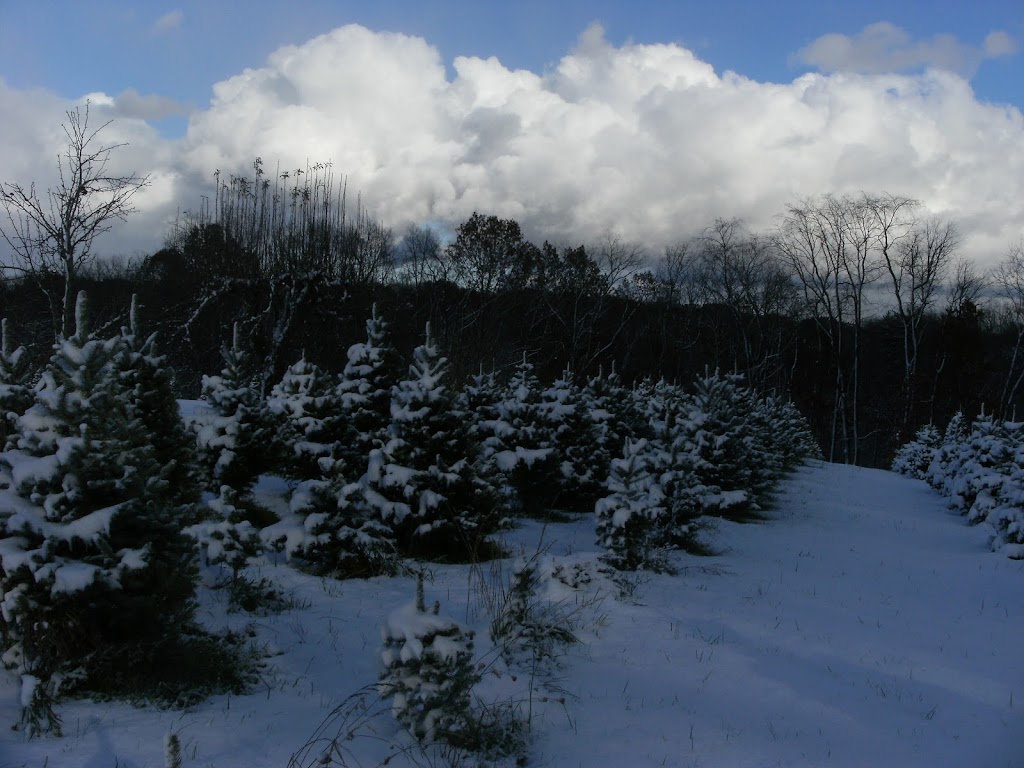 Rauh Christmas Tree Farm | 3001 N River Rd, Stow, OH 44224, USA | Phone: (330) 678-7474