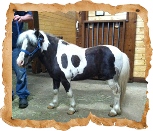 Oregon Dream Ponies | 16725 NE Hillside Dr, Newberg, OR 97132, USA | Phone: (503) 710-2092