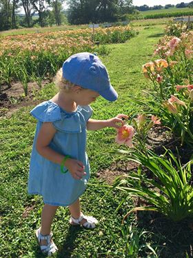 Hillsdale Lily Garden | 61258 US-275, Glenwood, IA 51534, USA | Phone: (402) 917-0510