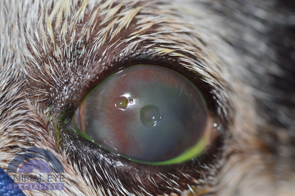 Animal Eye Specialists | 1545 W Plano Pkwy, Plano, TX 75075, USA | Phone: (972) 437-3937
