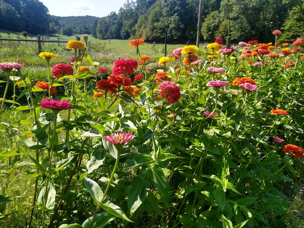 Terre à Terre Farm | 2281 Dan Valley Farm Rd, Claudville, VA 24076, USA | Phone: (276) 728-6713