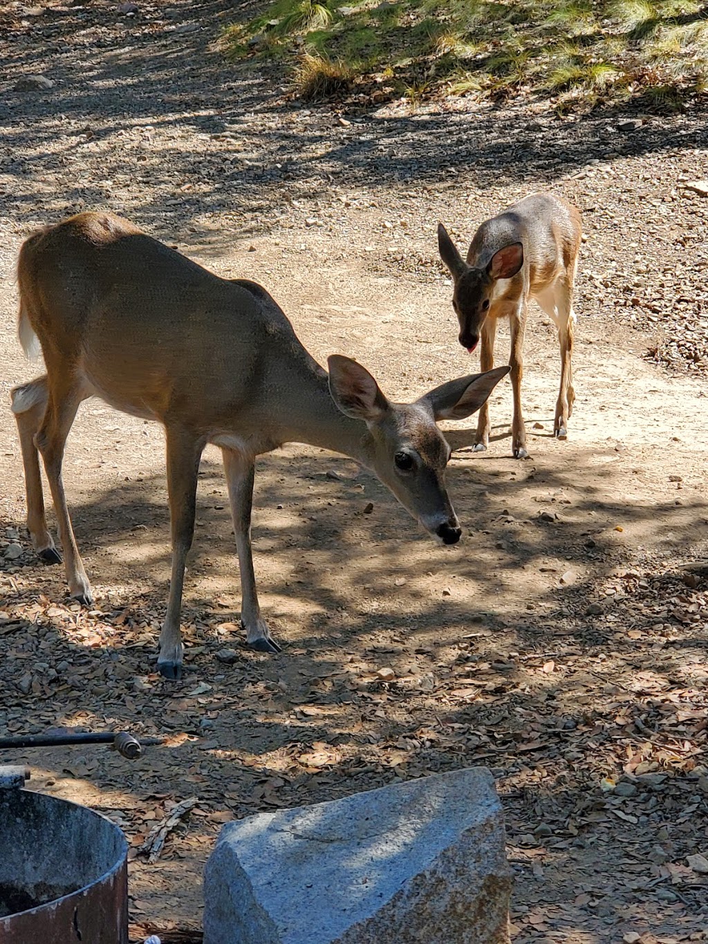 Bog Springs Campground | Green Valley, AZ 85629, USA | Phone: (520) 749-8700