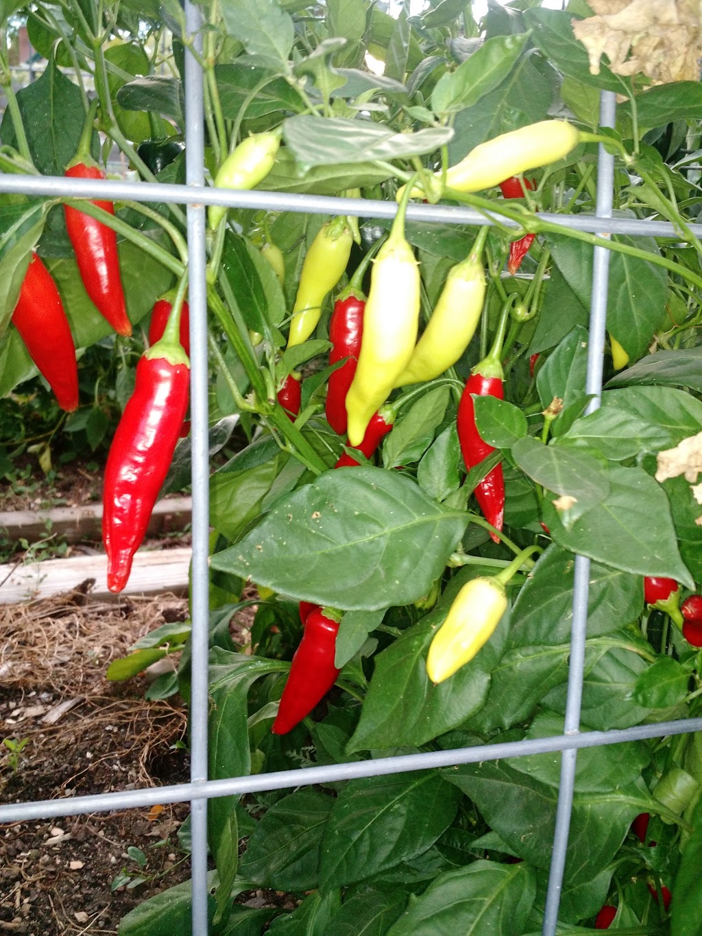 Second Start Community Garden | 89 11th Ave, Longmont, CO 80501, USA | Phone: (720) 340-3455