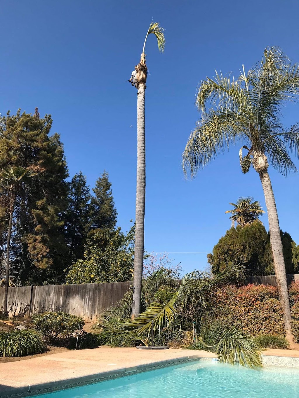 EAZY TREE SERVICE | 4719 W McKinley Ave, Fresno, CA 93722, USA | Phone: (559) 728-1915