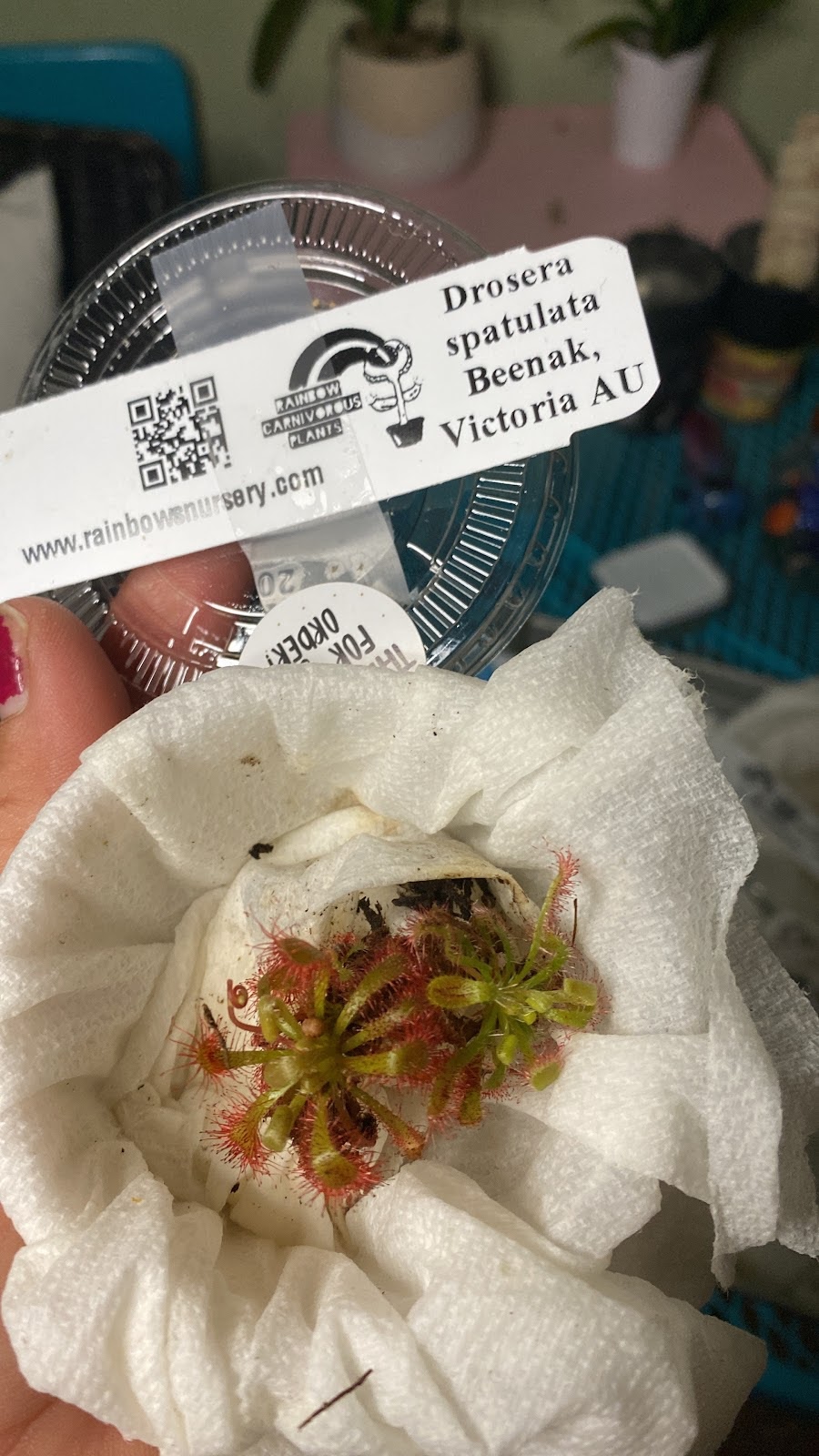 Central Florida PlantLife, LLC | 119 Moonstone Ct, Port Orange, FL 32129, USA | Phone: (386) 451-8348