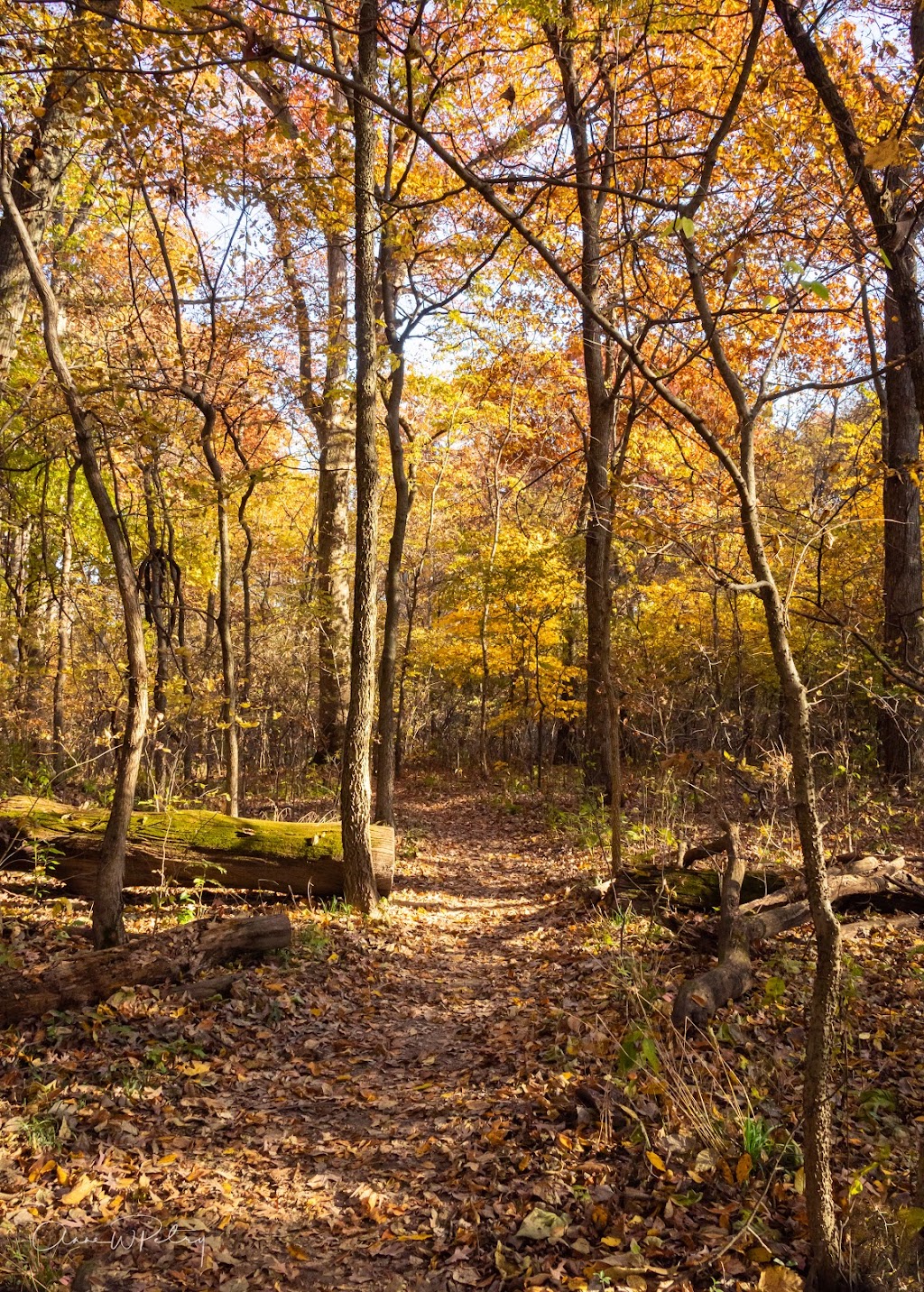 Julius J Knobeloch Woods Nature Preserve | 3018 Rentchler Rd, Belleville, IL 62221, USA | Phone: (618) 295-2877