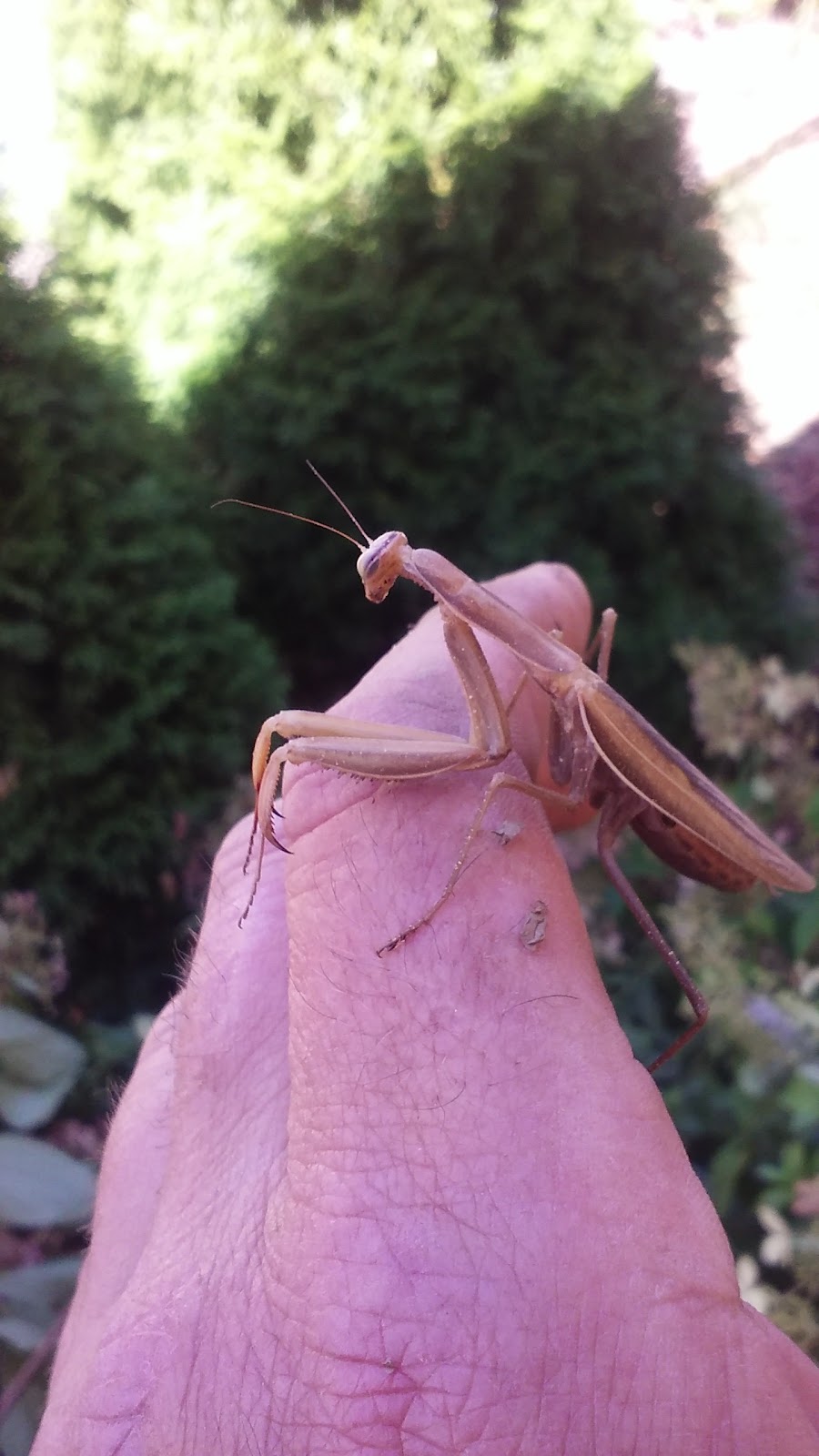 Crestwood Manufactured Home | 2154 Oregon St #3, St Helens, OR 97051, USA | Phone: (503) 397-1988