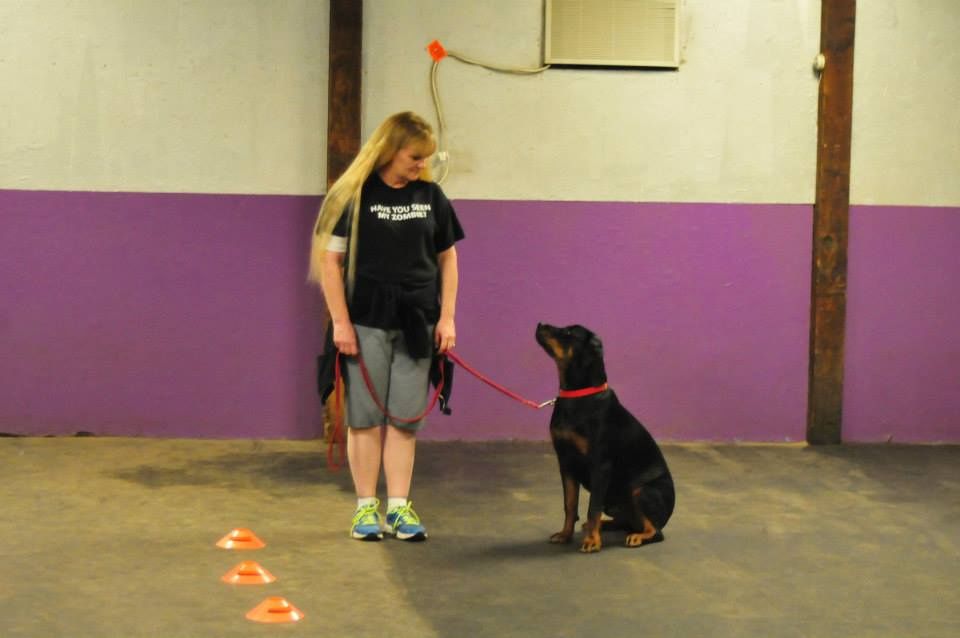 Talk Dog Toledo Dog Training | 4061 County Rd 16, Woodville, OH 43469, USA | Phone: (419) 849-3605