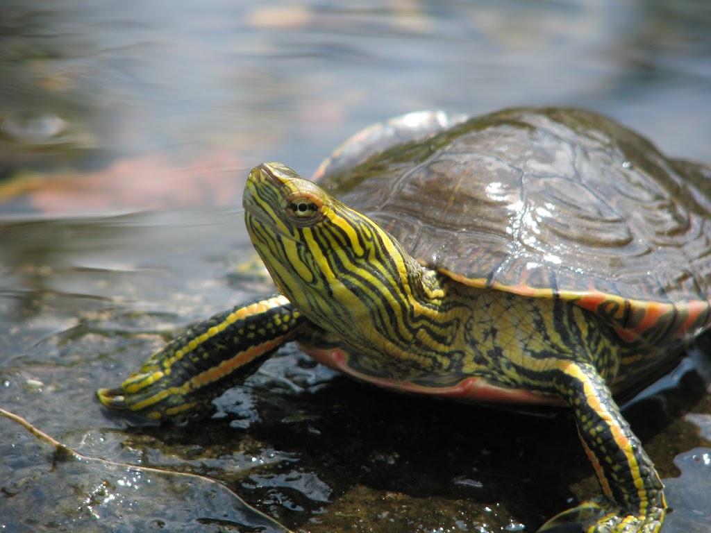 Carpenter Nature Center: Wisconsin Campus | Troy, WI 54016 | Phone: (651) 437-4359