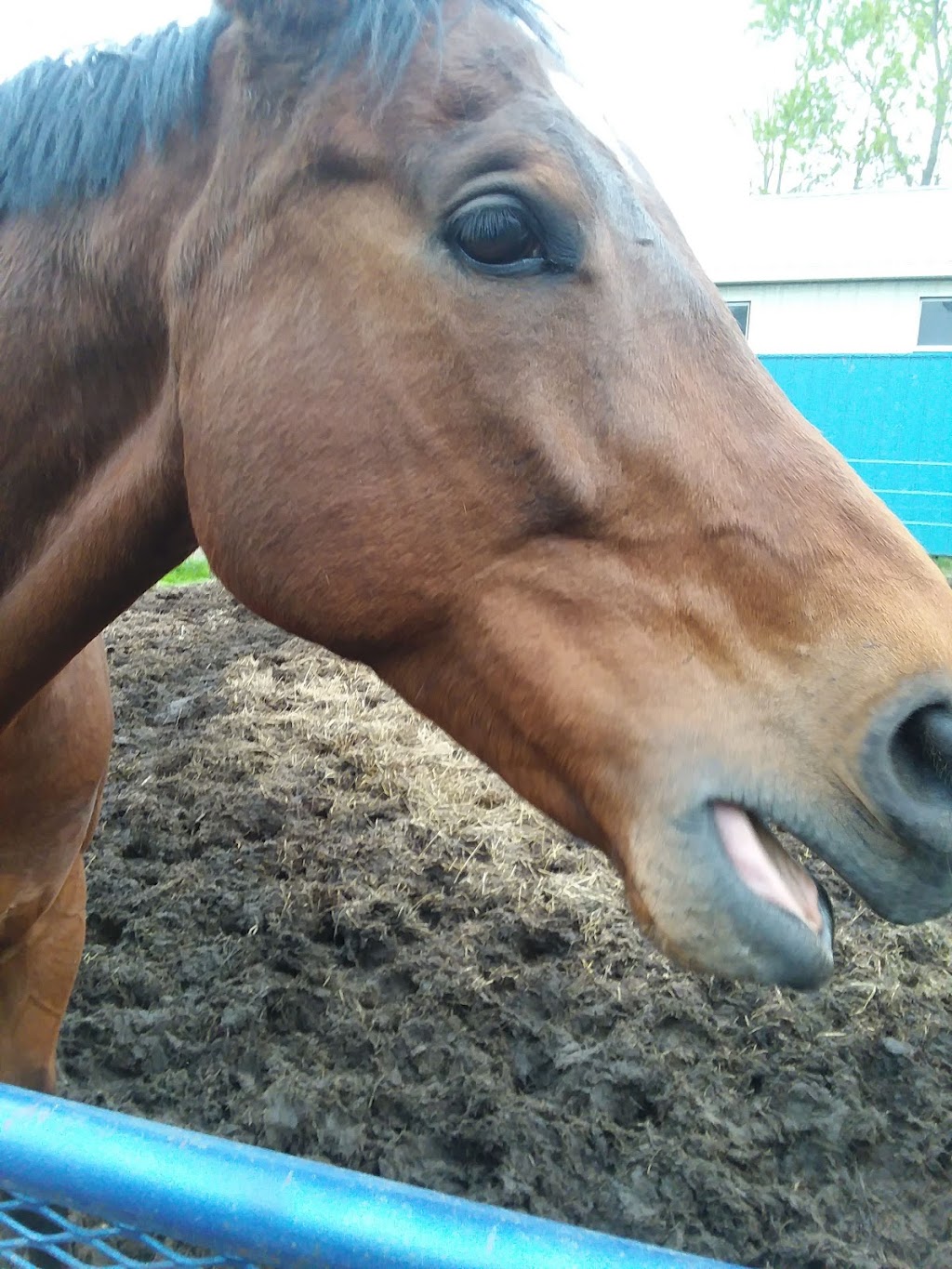 New Horizon Stables | 586 Pearse Rd, Schenectady, NY 12309, USA | Phone: (518) 698-3391