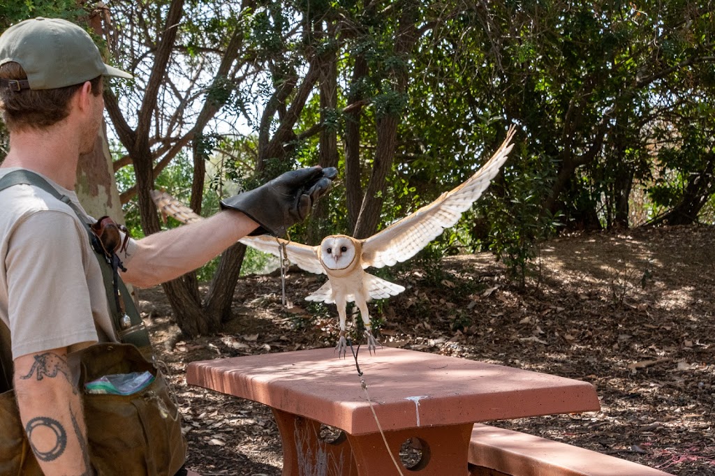 Hawk On Hand Falconry | 4235 Monterey Rd, Los Angeles, CA 90032, USA | Phone: (845) 532-5401