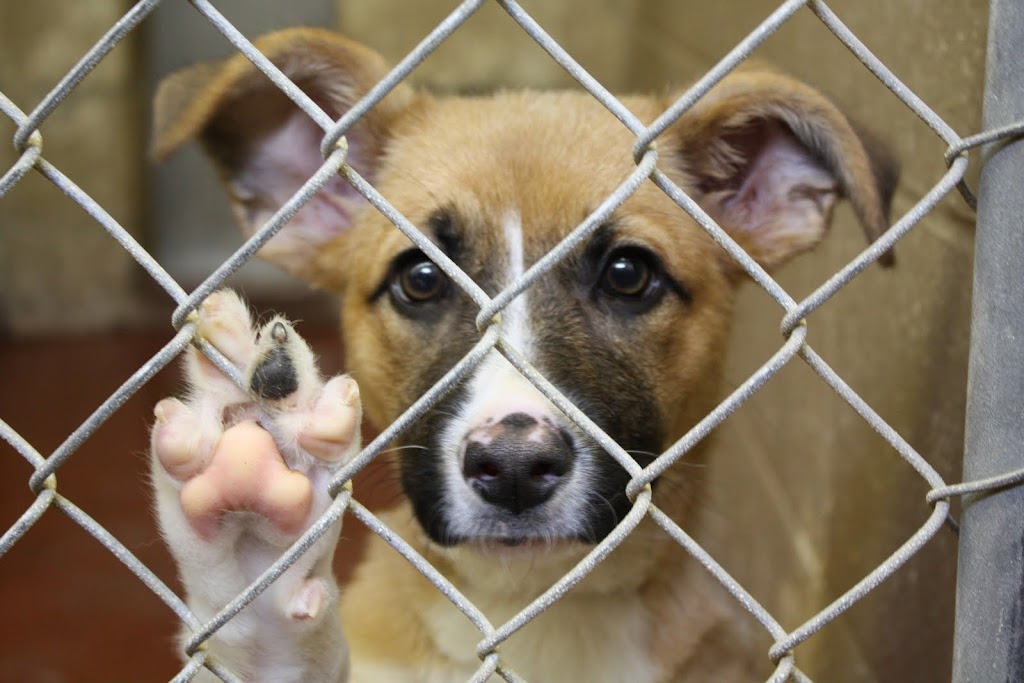 Burleson City Animal Shelter | 775 SE John Jones Dr, Burleson, TX 76028 | Phone: (817) 447-5426