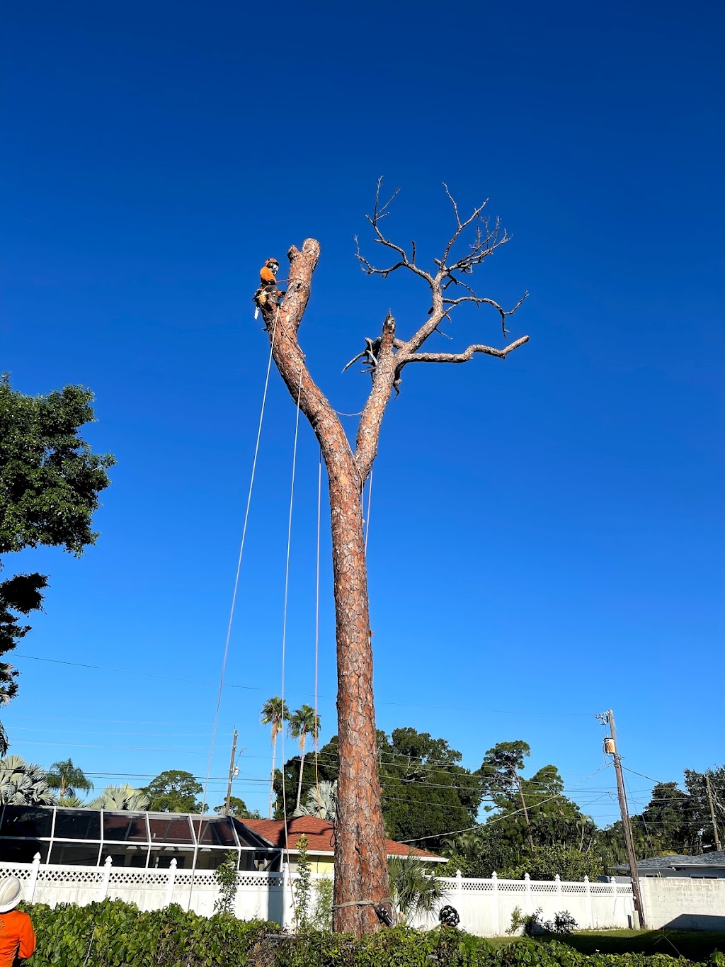 Troyer Tree Service | 6742 Richardson Rd, Sarasota, FL 34240, USA | Phone: (941) 371-7452