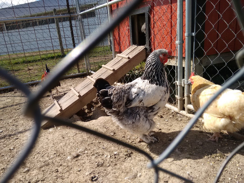 Spring Mist Farms | 691 Pearl Rd, Brunswick, OH 44212, USA | Phone: (330) 225-3565