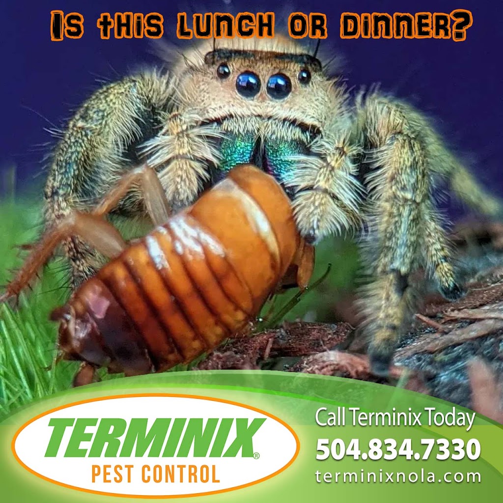 Terminix Northshore | 4990 LA-22 Suite A, Mandeville, LA 70471, USA | Phone: (985) 892-4450