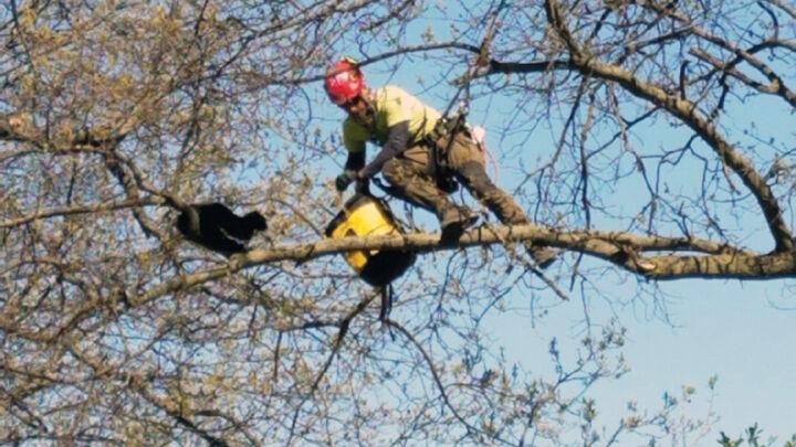 Tree Rescue for Cats | 3700 Wonderland Hill Ave, Boulder, CO 80304, USA | Phone: (661) 599-6766