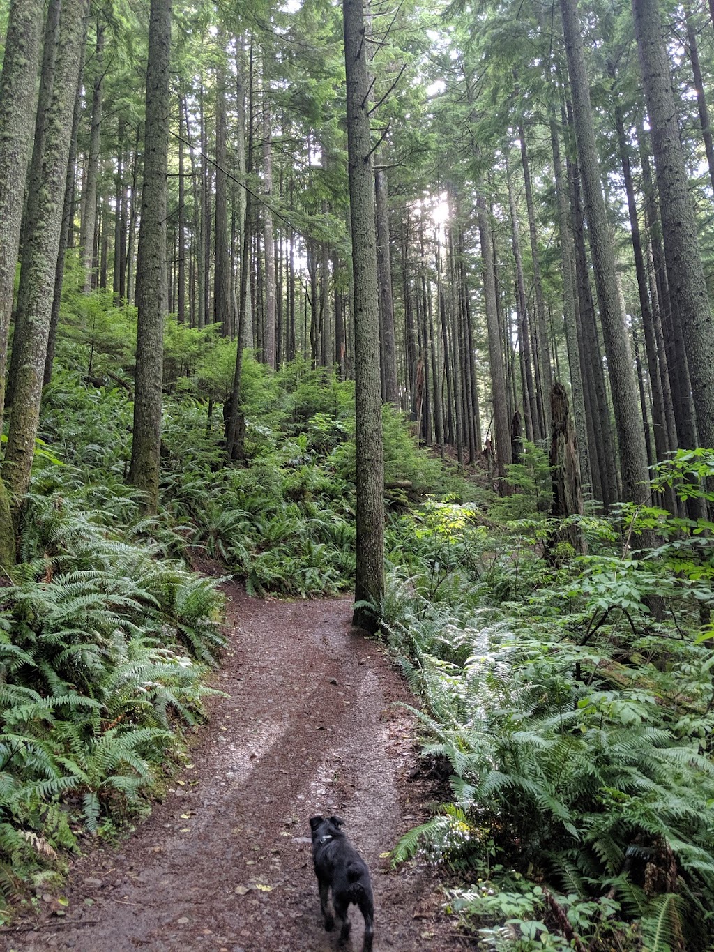 Tiger Mountain State Forest | Issaquah, WA 98027, USA | Phone: (360) 902-1375