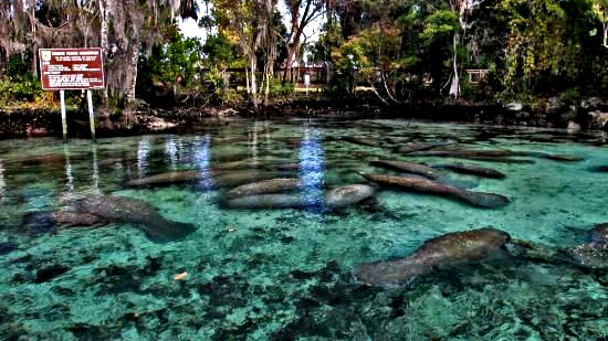 Coconut Kayak Tours | 1 Causeway Blvd, Clearwater, FL 33767, USA | Phone: (727) 238-1960