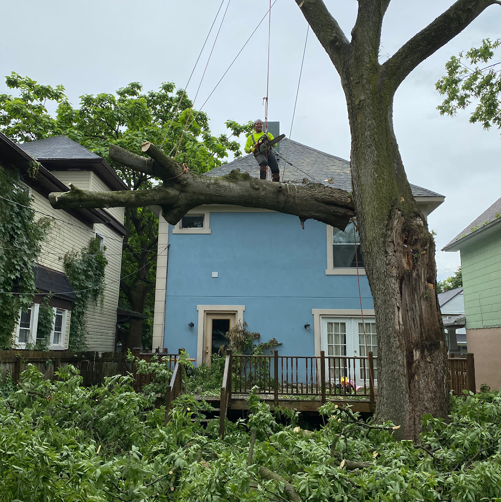 Dayton Tree Professionals LLC | 3924 Bonita Dr, Middletown, OH 45044, USA | Phone: (937) 321-8294