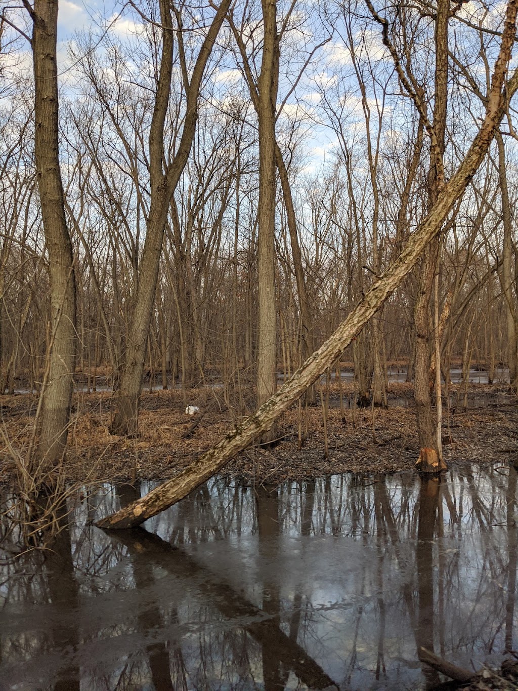 Baraboo River Floodplain Forest | Portage, WI 53901, USA | Phone: (888) 936-7463