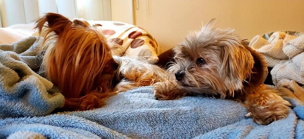 West Covina Pet Hospital | 1823 W San Bernardino Rd, West Covina, CA 91790, USA | Phone: (626) 337-2023