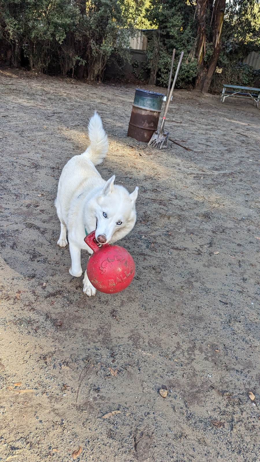 Earl Warren Dog Park | 4594 Paradise Knolls, Castro Valley, CA 94546, USA | Phone: (510) 881-6700