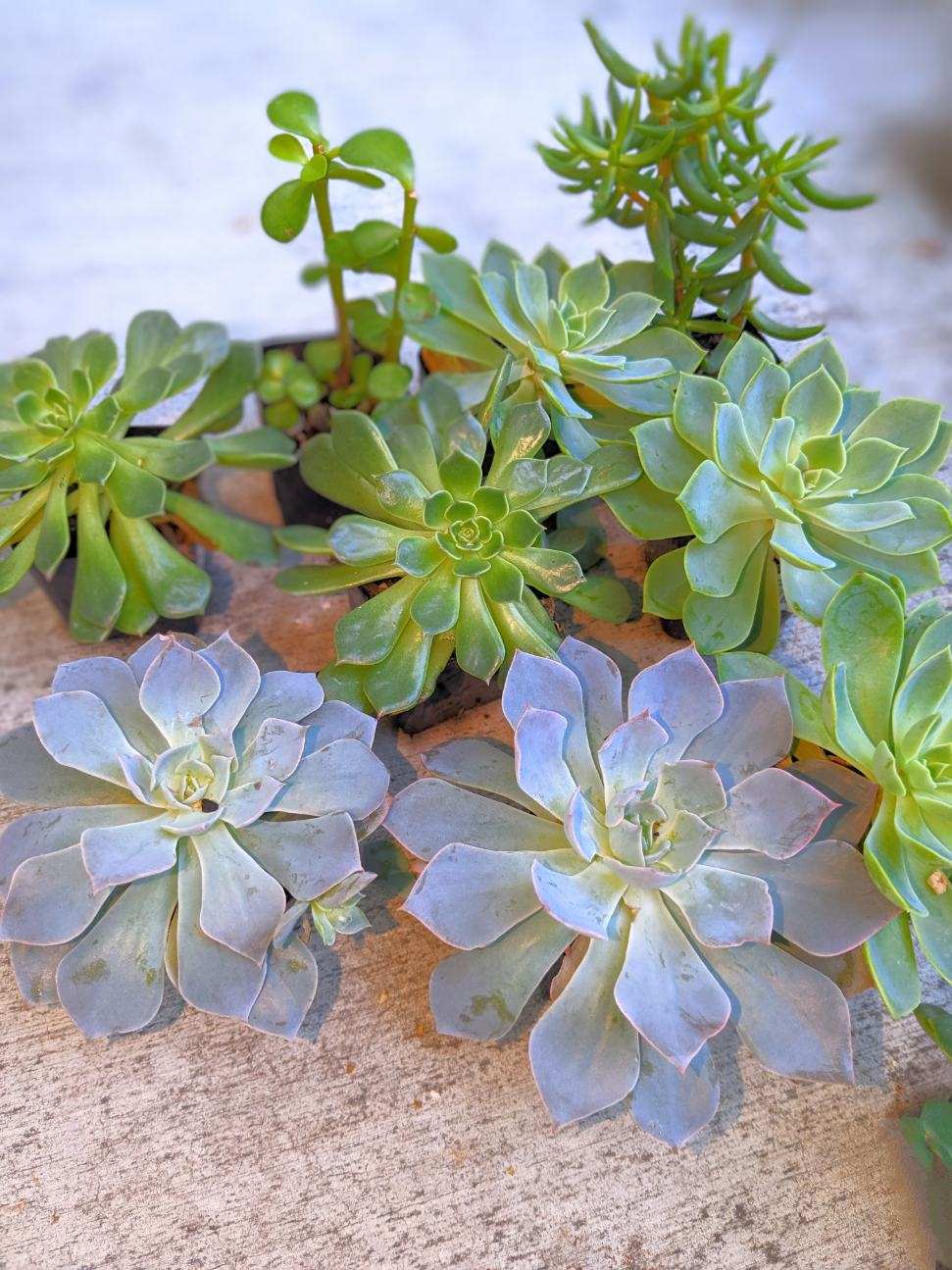 Season of Succulents | 1151 Warburton Ave, Santa Clara, CA 95050, USA | Phone: (408) 449-2654