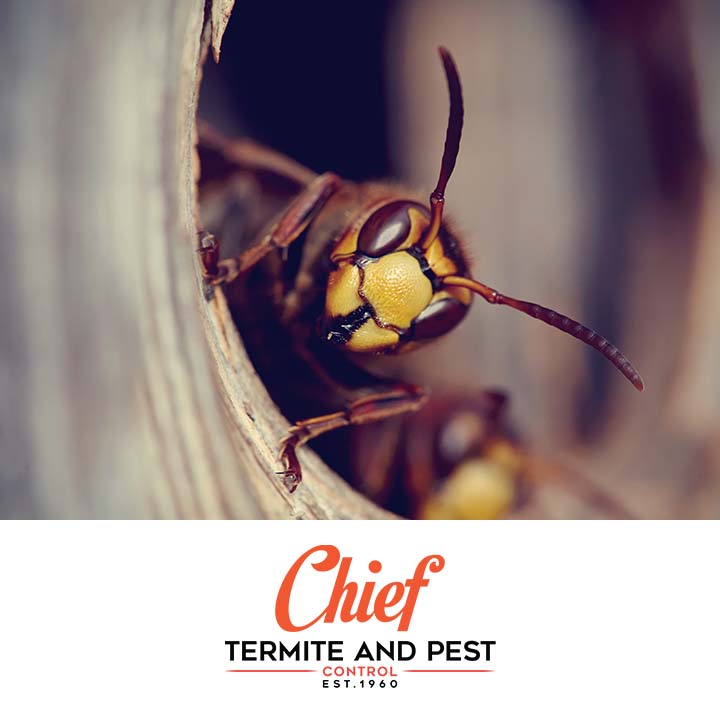 Chief Termite Services Inc | 5291 US Highway 51 N, Memphis, TN 38127, USA | Phone: (901) 358-1418