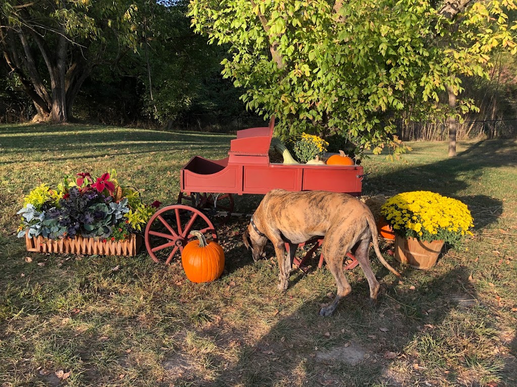 Happy Hounds Playground - Membership Dog Park | 2448 Pond Rd, Grover, MO 63040, USA | Phone: (314) 456-8358